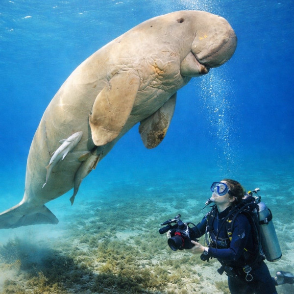 Snorkeling Trip to Marsa Mubarak – Dugongs &amp; Turtles by Boat